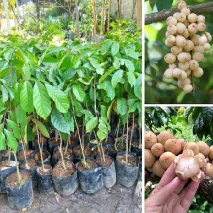 bibit tanaman buah duku palembang duku tanpa biji super genjah BARANG SUPER