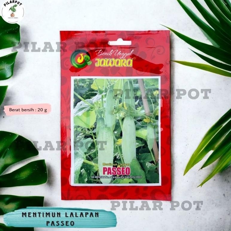 Benih Bibit Timun Lalapan Passeo Benih Unggul Jawara - TIMUN LALAPAN PASSEO