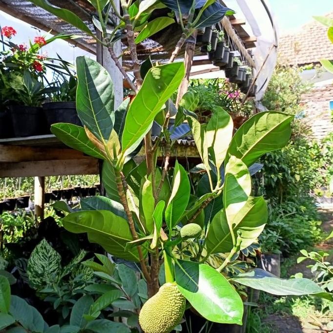 Tanaman Buah Nangka Sudah Berbuah BARANG SUPER