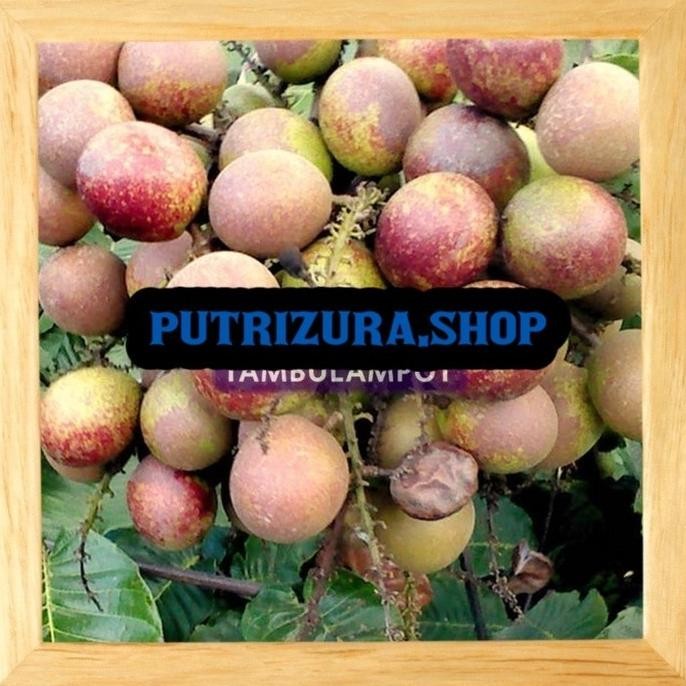 Bibit Tanaman Buah Matoa Okulasi Stek Cangkok BARANG SUPER