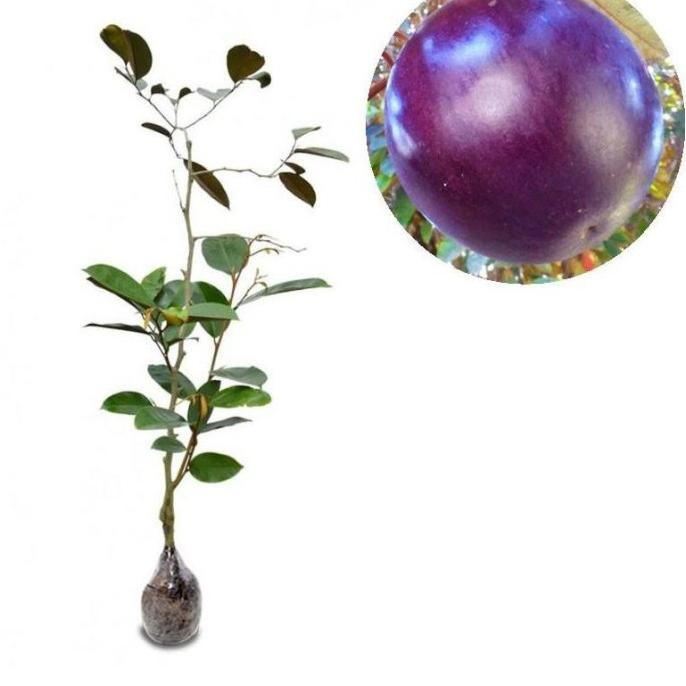 Bibit Buah Tanaman Kenitu Ungu BARANG SUPER