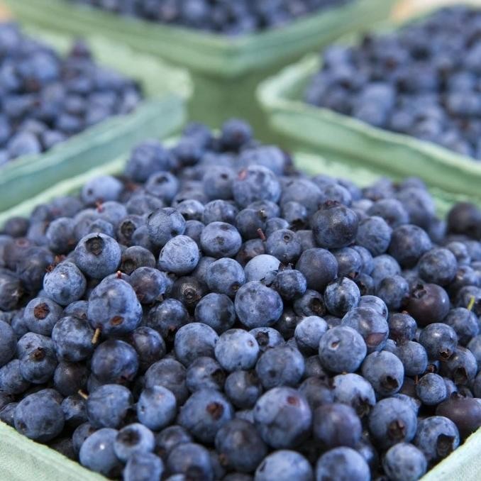 

Grosir Blueberry Beku