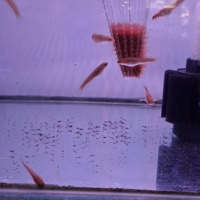 

Sale Channa Auranti Chana Auranti 10000% Asli