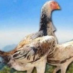 

TELUR AYAM SHAMO MURNI VERTIL ORIGINAL RESMI