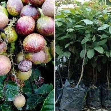 Bibit Matoa Pohon Matoa Bibit Buah Matoa Tanaman Matoa PREMIUM