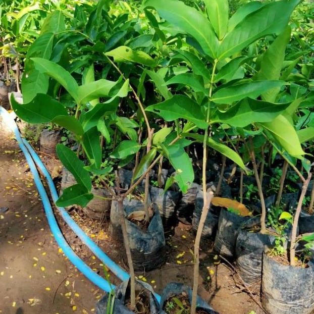 Bibit Jambu mdh MMMM