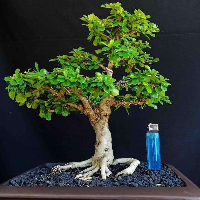 Terlaris Bonsai TS75T5 Pohon Tanaman Hias Hokianti Buah Gaya Natural