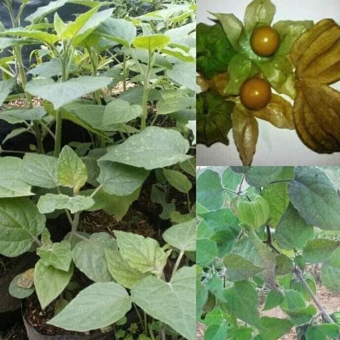 Terlaris Jual Bibit Tanaman Buah Ciplukan Atau Golden Berry Jual