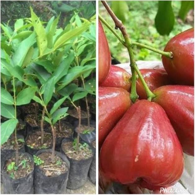 Bibit jambu aldahari MMMM