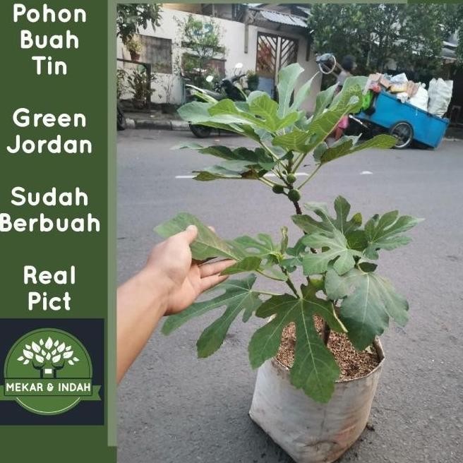 pohon buah tin green jordan sudah berbuah / tanaman buah tin Az
