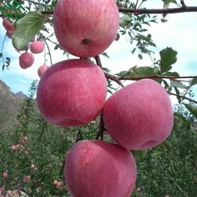 Terlaris Bibit Tanaman Buah Apel Fuji Import-Bibit Buah Apel Fuji