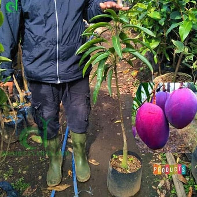 Terlaris Bibit pohon mangga irwin Tinggi 1 meter