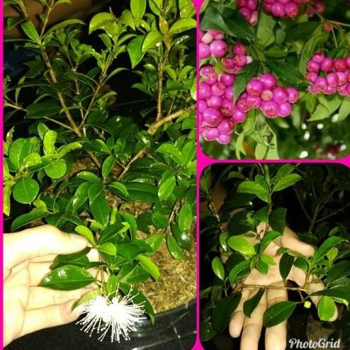 Bibit Tanaman Jambu Air Lili Pili Atau Lily Pily Berbunga Siap Berbuah Aww