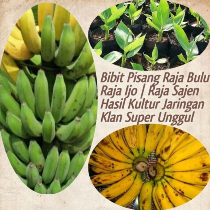 Bibit Pisang Raja Ijo | Raja Bulu | Sajen Super Unggul Bibit Pisang AZZ