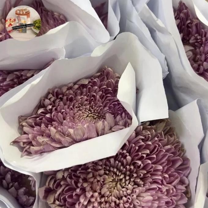 TERBARU BUNGA KRISAN SEGAR 10 TANGKAI BUNGA POTONG