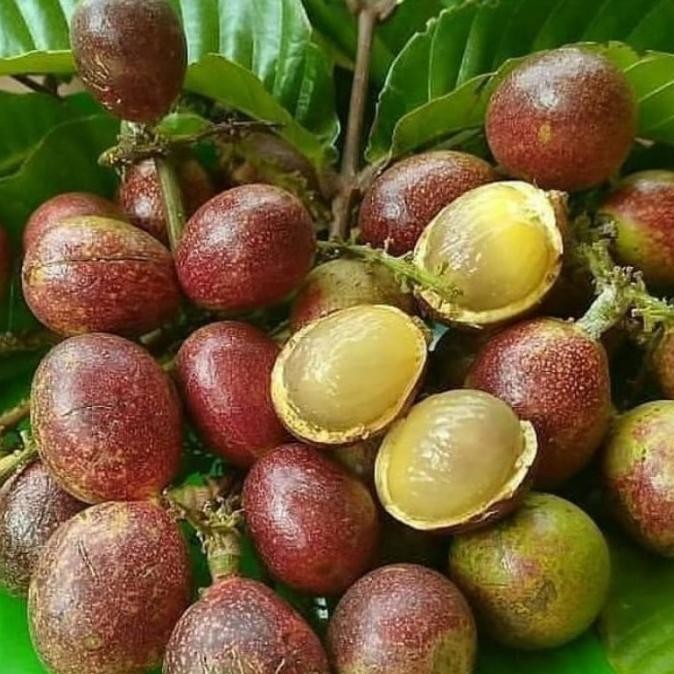 bibit tanaman buah matoa VIRAAL SEGAR PREMIUM