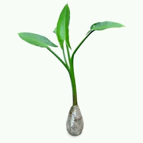 Dijual bibit tanaman hias pisang amazon ctz ber AZZ