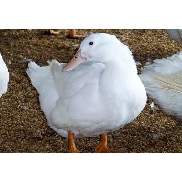 

Grosir Bebek Peking (1.7 - 1.8 Kg)