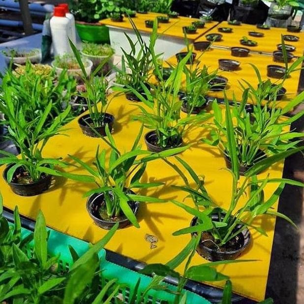 PAKET HIDROPONIK 48 LUBANG 4 BAK | SET HIDROPONIK | HIDROPONIK PEMULA | KIT HIDROPONIK | HIDROPONIK