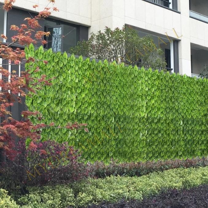 Tercod 50300Cm Daun Hia Daun Inteti Daun Plati Hia Inteti Rumput Hia