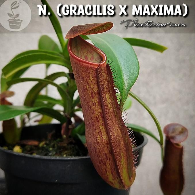 Tanaman Karnivora Kantong Semar / Nepenthes Gracilis x Maxima