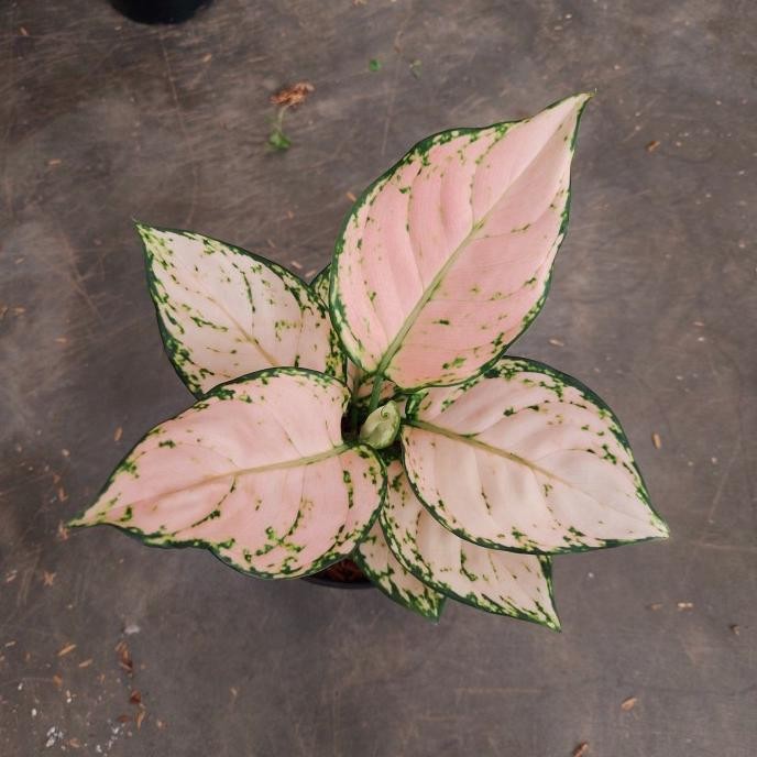 Aglonema Pink Yulia