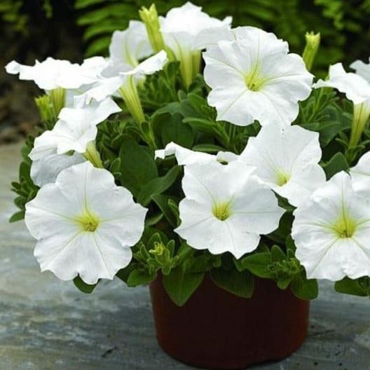 Bibit Tanaman Hias - Bunga Petunia White + Pot Putih Cantik