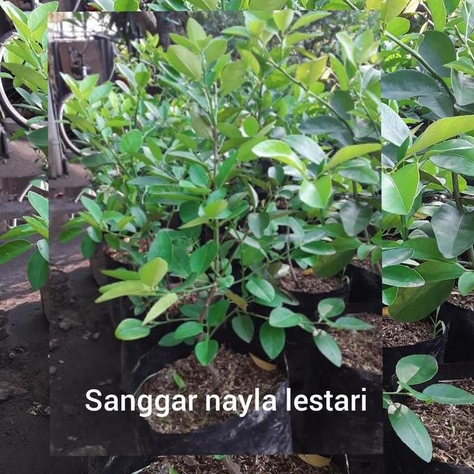 

Jual jeruk nipis kampung/nipis kampung/pohon buah murah