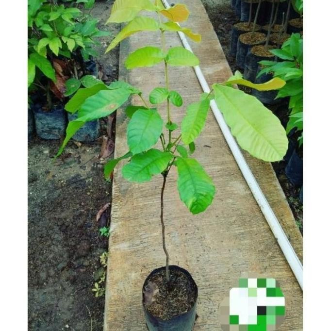 Bibit Tanaman Buah Matoa Super Bibit Buah Matoa Cangkok Bibit PREMIUM