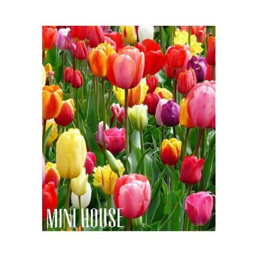 UMBI TULIP IMPOR