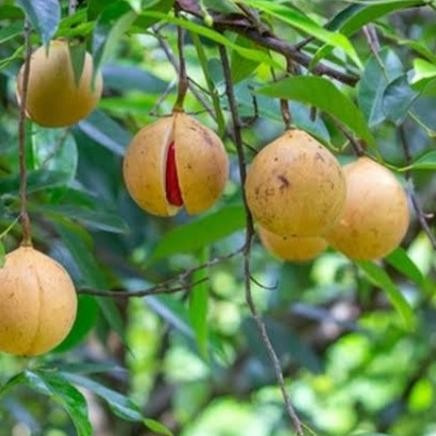 

Pohon buah pala
