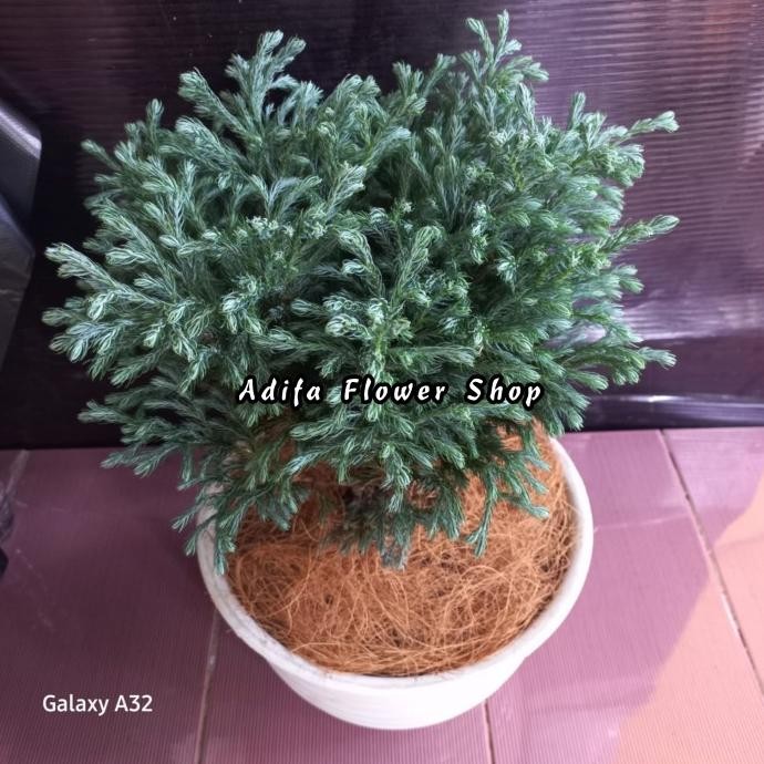 TANAMAN HIAS CEMARA PERAK UKURAN BESAR / CEMARA EMBUN INC POT PUTIH