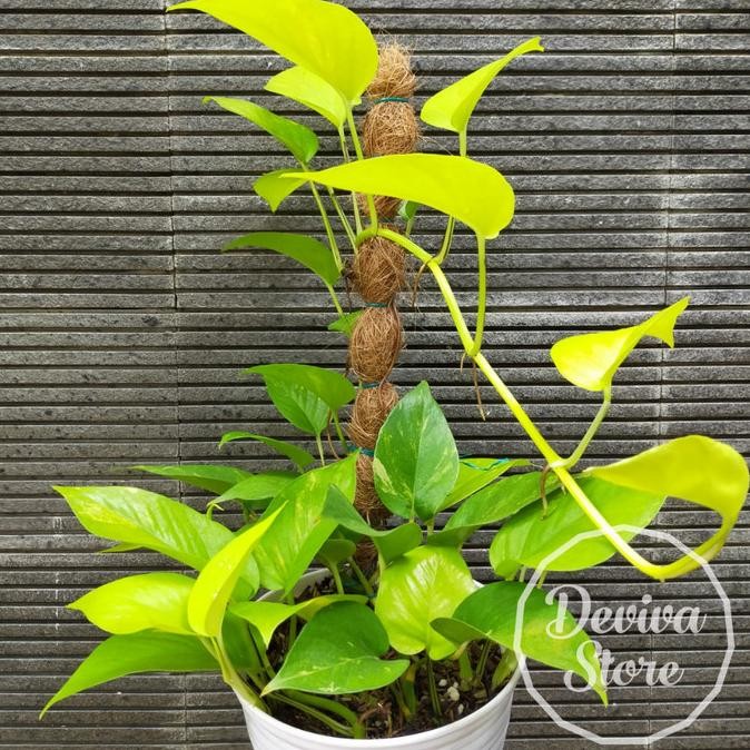 Tanaman Sirih Gading Lemon Lime Neon Pothos Super Rimbun Pot Besar