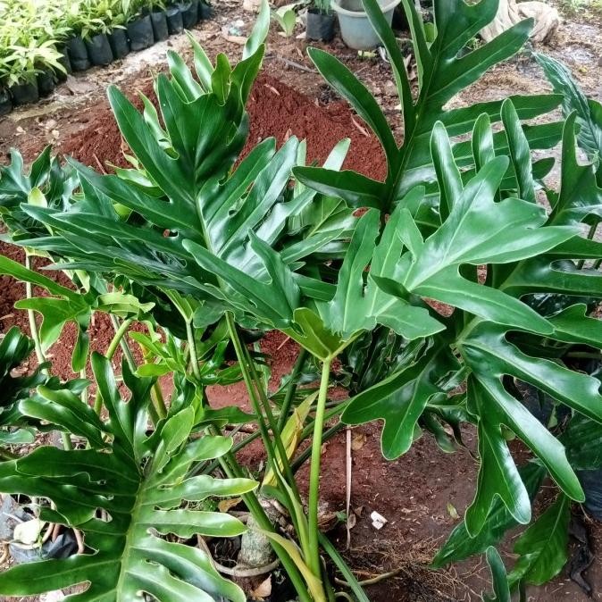 tanaman hias philo dendrum / philo jari ukuran besar