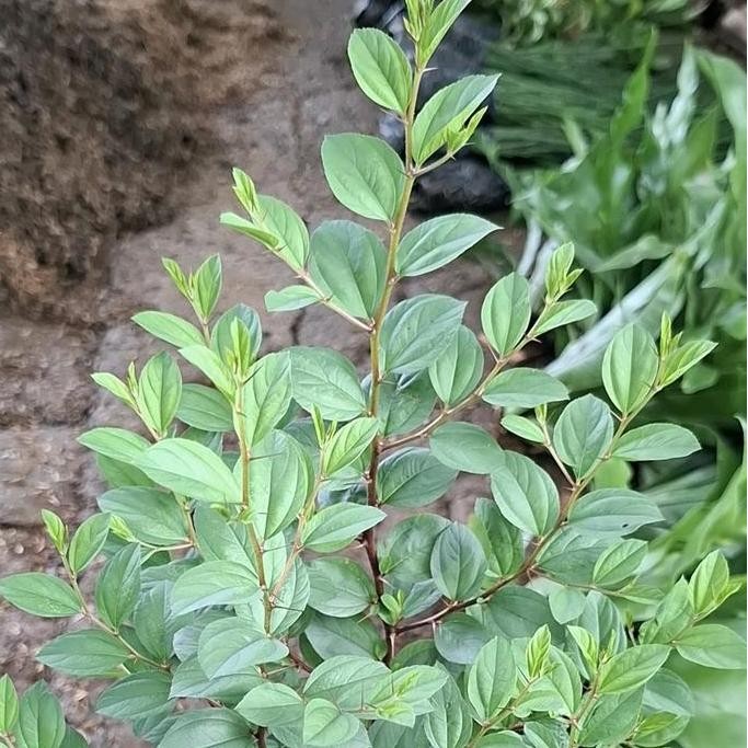 Tanaman bidara arab asli tinggi 30 cm