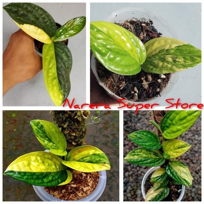Monstera Karstenianum Variegata Sirih Badak Varigata Murah Ekonomis