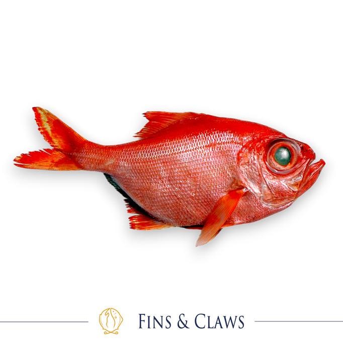 

Terlaris Frozen Whole Long-Finned Alfonsino - Imperador