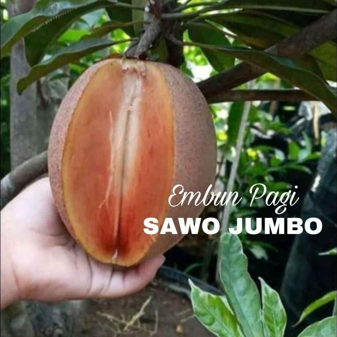 Bibit Pohon Buah Sawo Jumbo Thailand besar manis FFFF