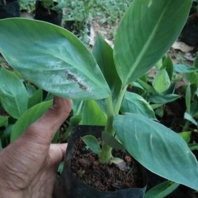 sale 10 Bibit Pisang an Merah Medan kultur jaringan PREMIUM