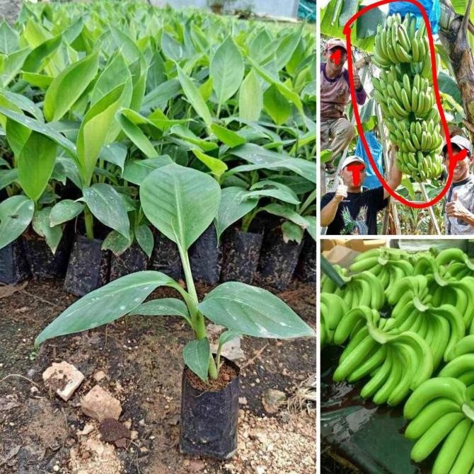 BIBIT BUAH PISANG CAVENDISH/ PISANG CAVENDISH/BIBIT PISANG PREMIUM