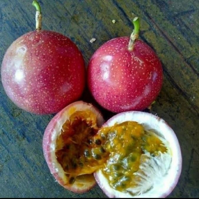 BIBIT MARKISA MERAH MANIS/ BIBIT TANAMAN BUAH MARKISA MERAH MANIS ASLI