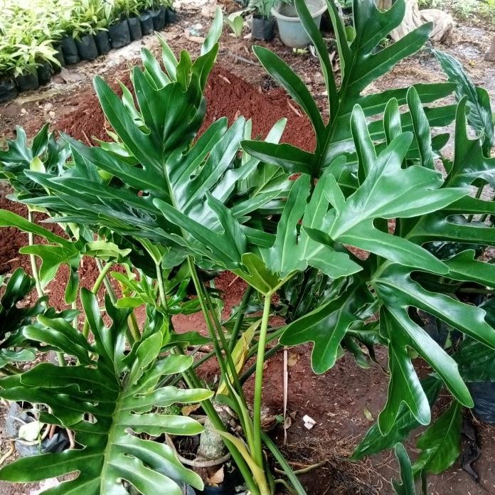 Terlaris Tanaman Hias Philo Dendrum / Philo Jari Ukuran Besar