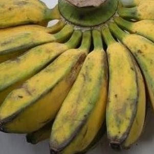 Bibit Pohon Pisang Kepok Super / Buah Pisang Kepok SEGAR PREMIUM