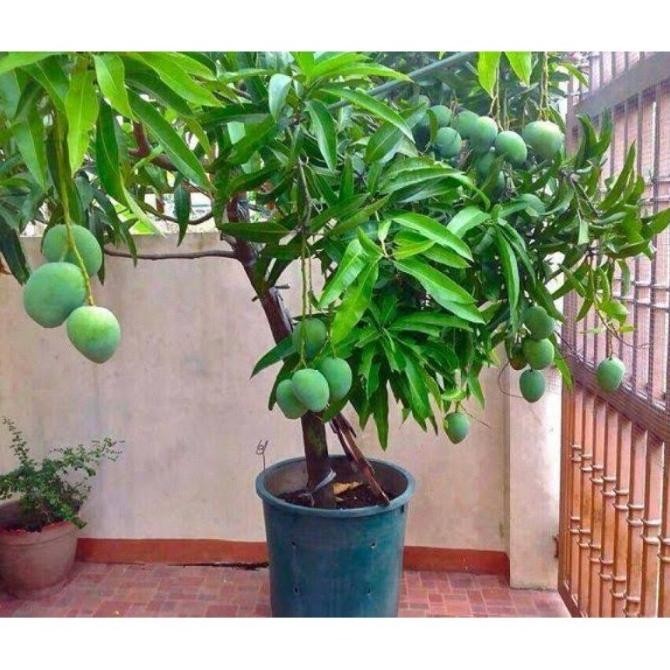 Obral BIBIT TANAMAN POT BUAH MANGGA ALPUKAT FFFF