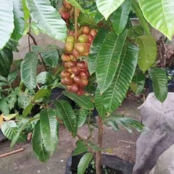 BIBIT TANAMAN BUAH MATOA / stek okulasi PBTM13 PREMIUM