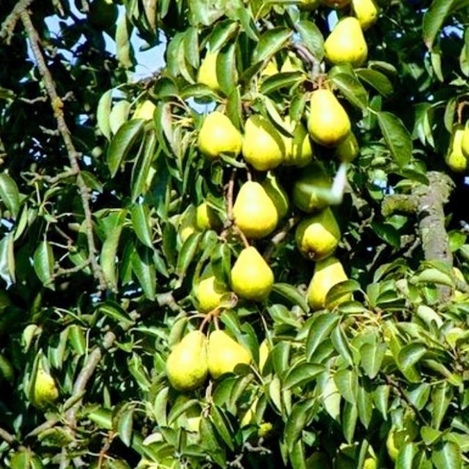 Bibit Buah Pir Hijau Cepat Berbuah FFFF