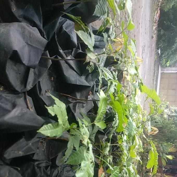 Bibit tanaman buah matoa / matoa / matoa segar DM11 PREMIUM