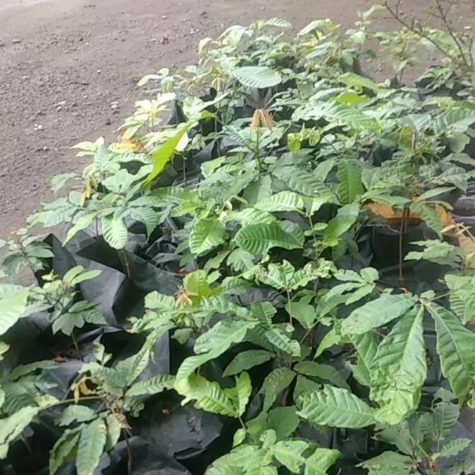 Bibit tanaman buah matoa / matoa / matoa segar EE30 PREMIUM