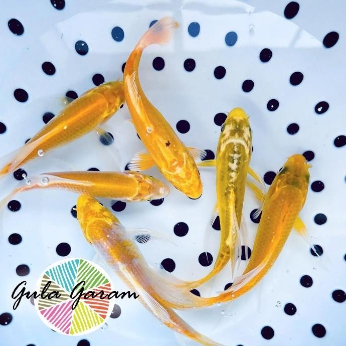 Terlaris Paket Koloni (Isi 10) Baby Koi Golden Slayer Ikan Hias Kolam Aquascape Hiasan Aquarium Tana
