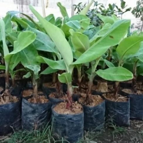 pohon pisang sunpride bibit tanaman pisang sunprais PREMIUM